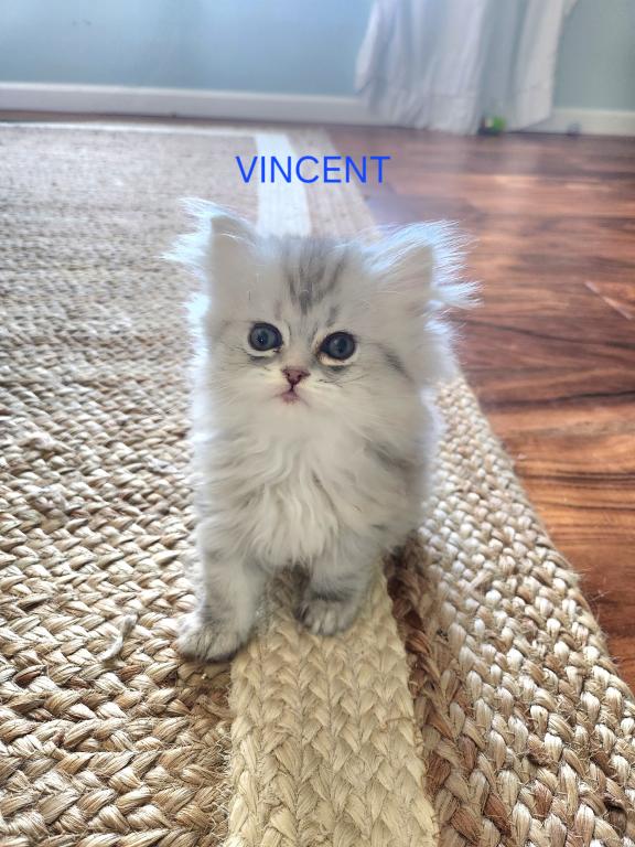 Purebred Silver Chinchilla Persian Kittens photo 5