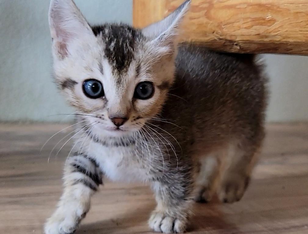 Bengal Singapura Munchkins photo 5