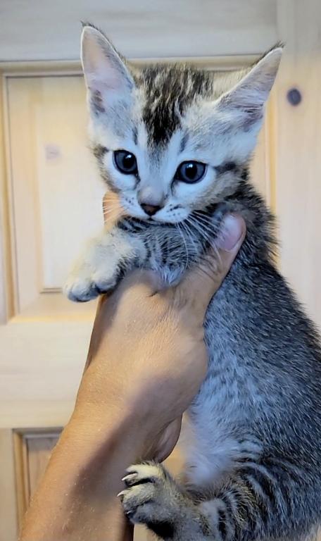 Bengal Singapura Munchkins photo 6