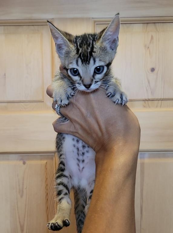 Bengal Singapura Munchkins photo 1