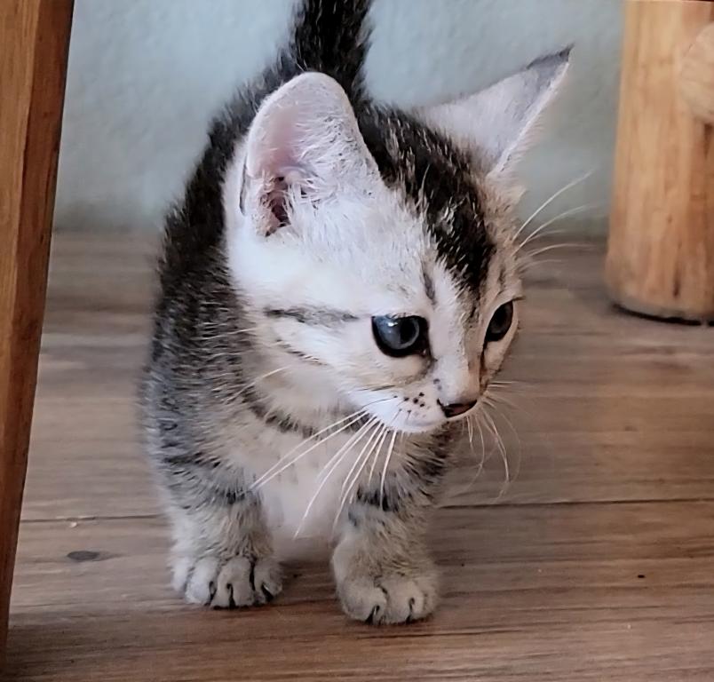 Bengal Singapura Munchkins photo 2