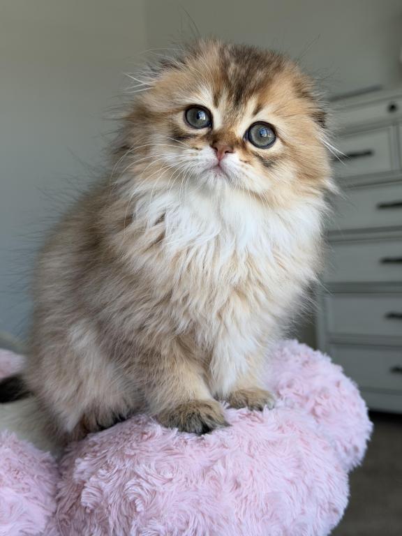 Alice Litter A photo 2