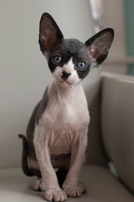 Sphynx Kitten