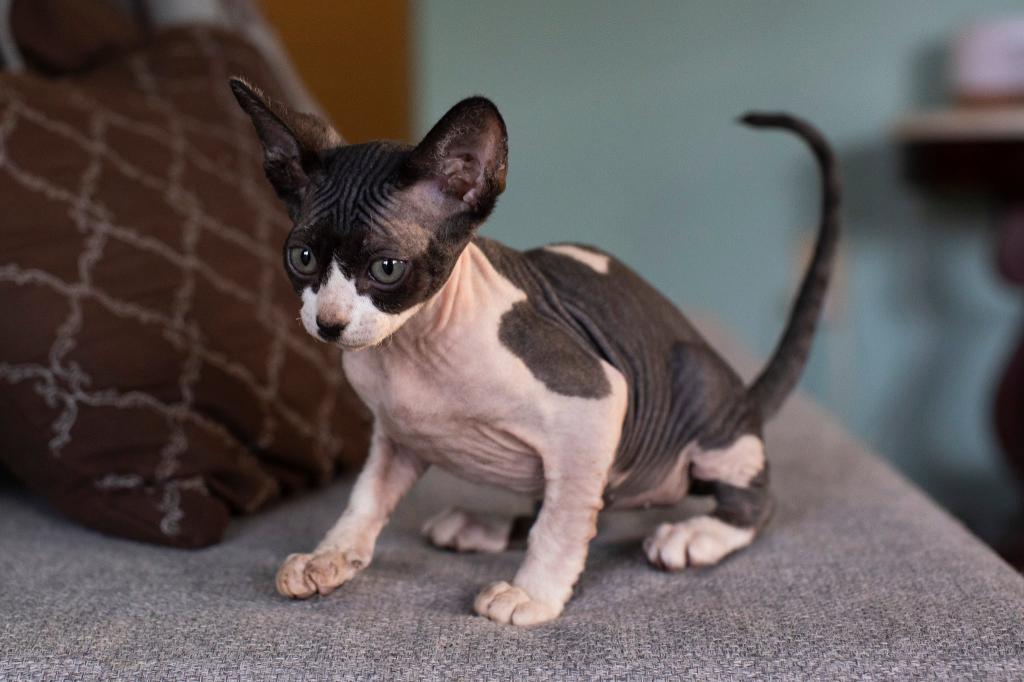 Sphynx Kitten photo 4