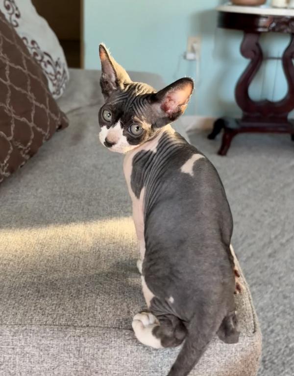 Sphynx Kitten photo 3