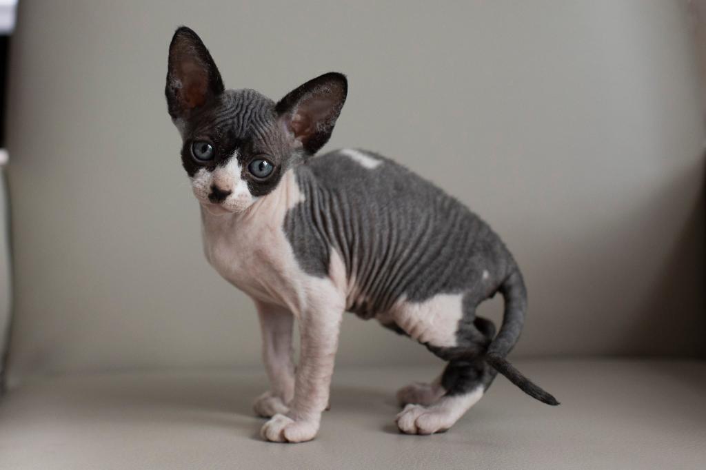 Sphynx Kitten photo 2