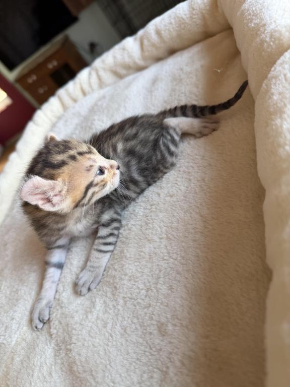 Nala Litter photo 2