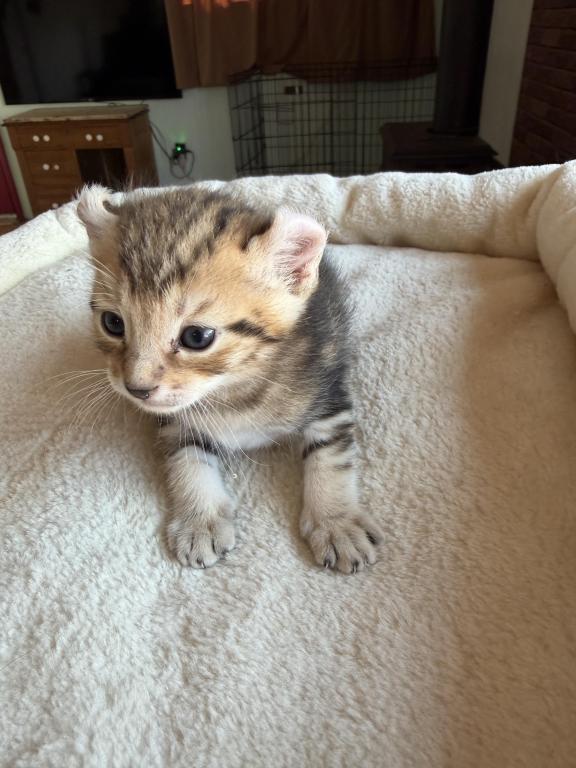 Nala Litter photo 1