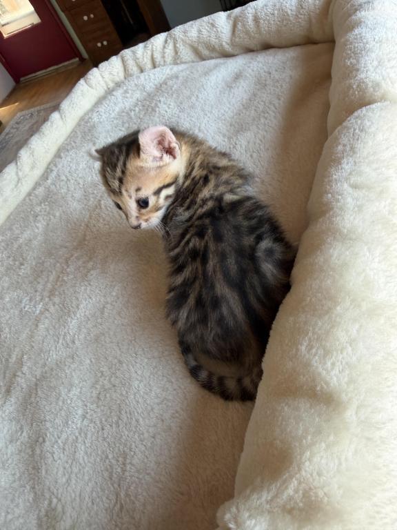 Nala Litter photo 6