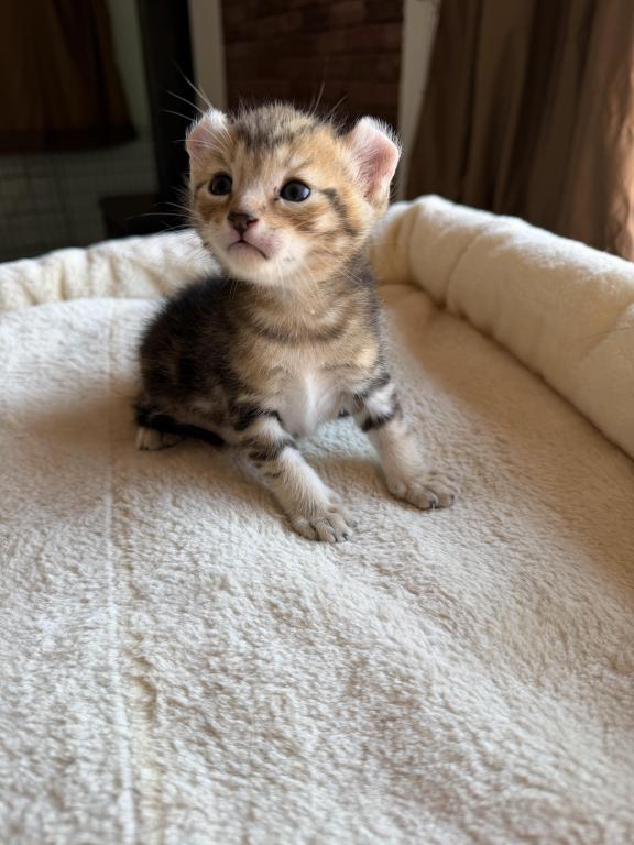 Nala Litter photo 11