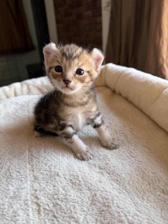 Nala Litter photo 10