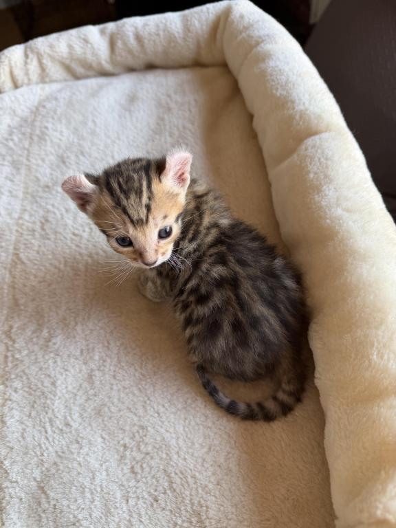 Nala Litter photo 7