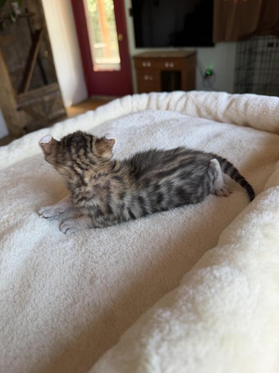Nala Litter photo 3