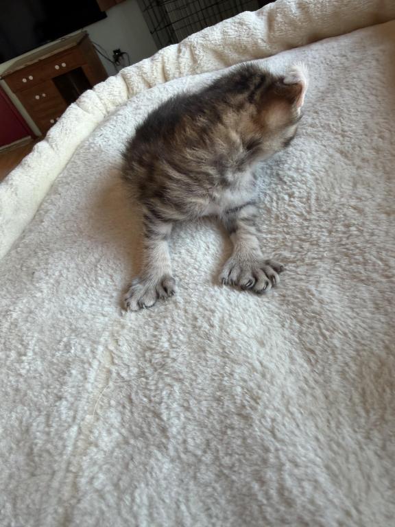 Nala Litter photo 8