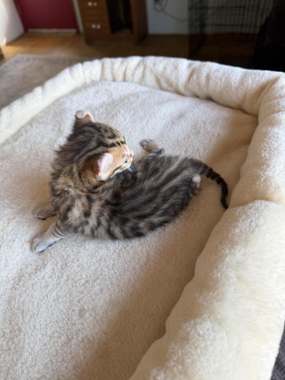 Nala Litter photo 4