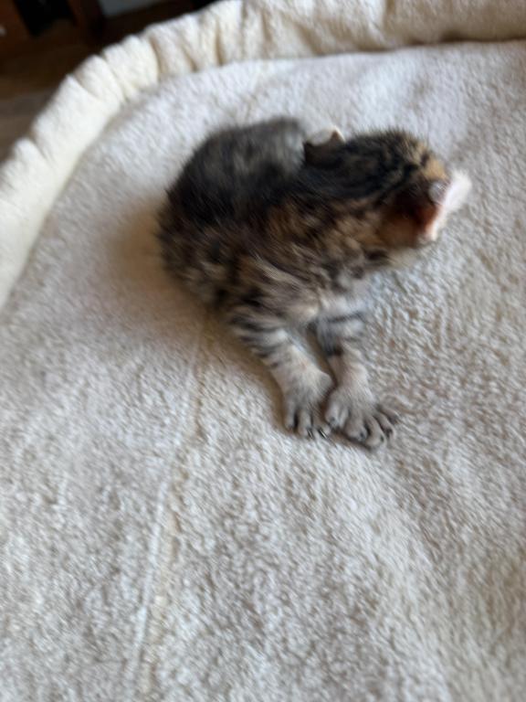 Nala Litter photo 9