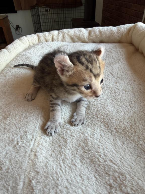 Nala Litter photo 5