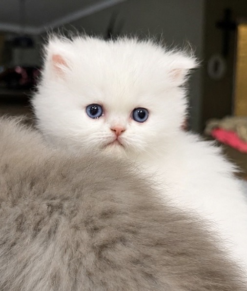 June And Ozzys Kittens KBS BELOVED PERSIAN CATTERY