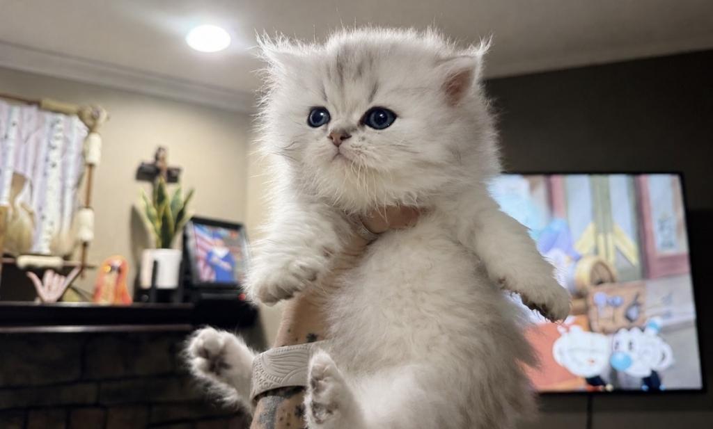 June And Ozzys Kittens KBS BELOVED PERSIAN CATTERY photo 3