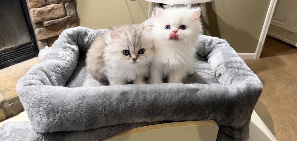 June And Ozzys Kittens KBS BELOVED PERSIAN CATTERY photo 2