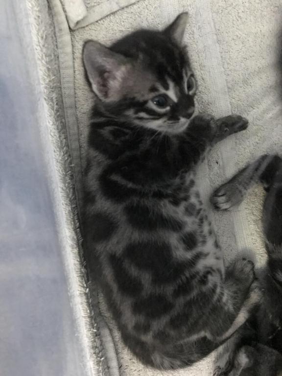 Equinox Litter photo 6