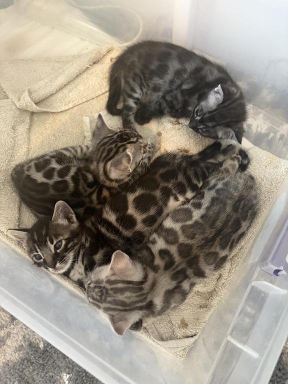 Equinox Litter photo 4