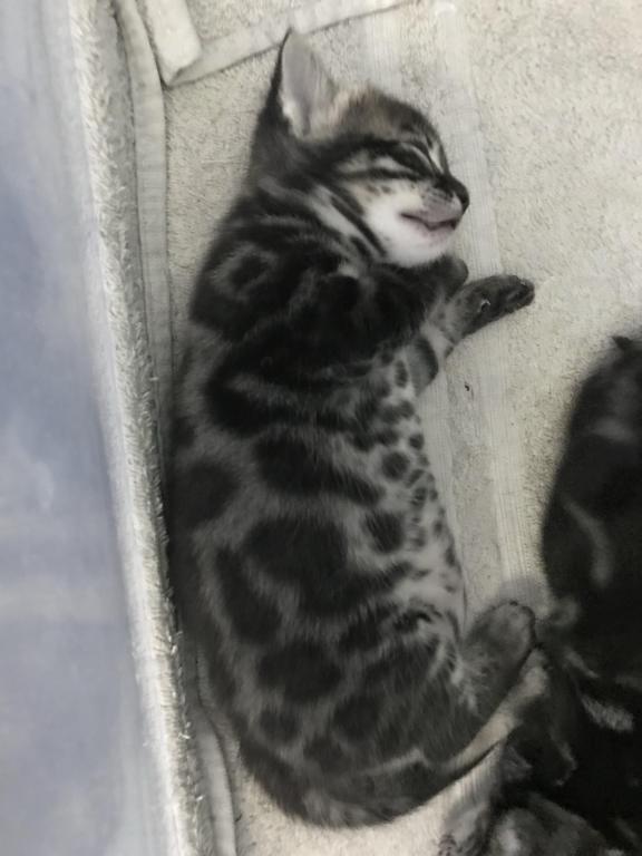 Equinox Litter photo 1