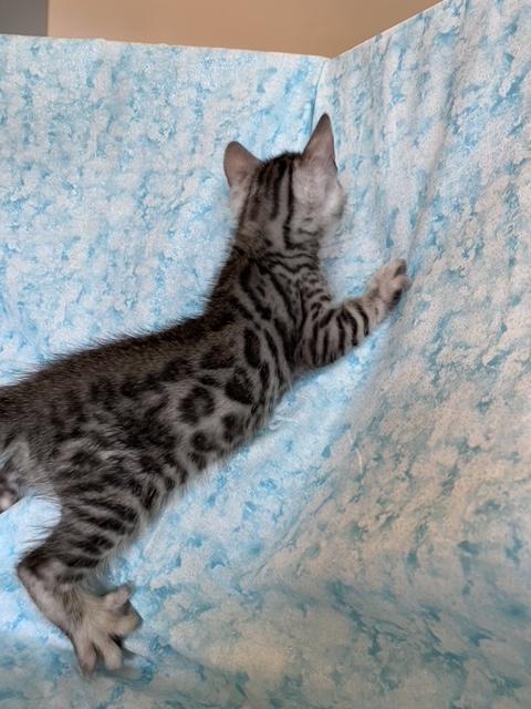 Equinox Litter photo 3