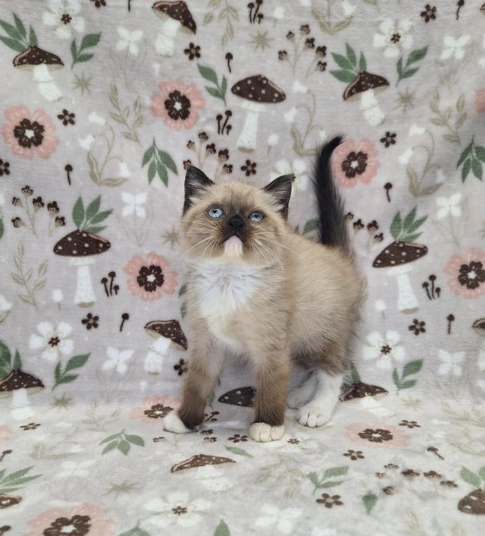 Munchkin And Scottish Kilt Fluffums photo 31
