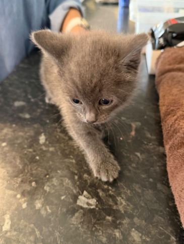 Kittens Russian Blues