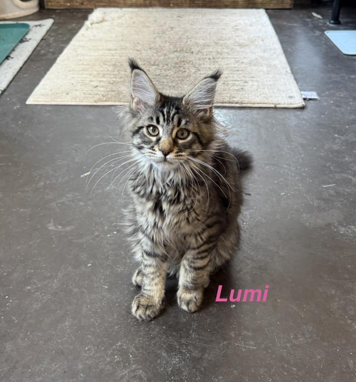 Lumi photo 2