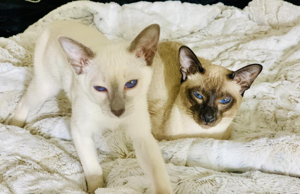 GV Siamese Cattery