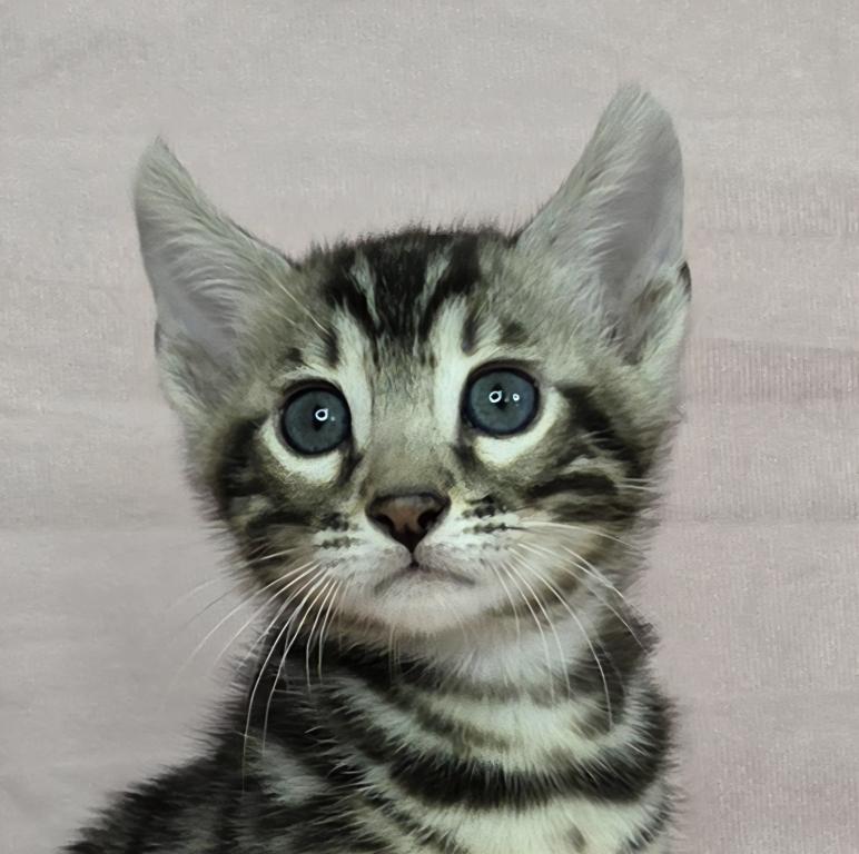 Silver Rosetted Male Blue Collar photo 5