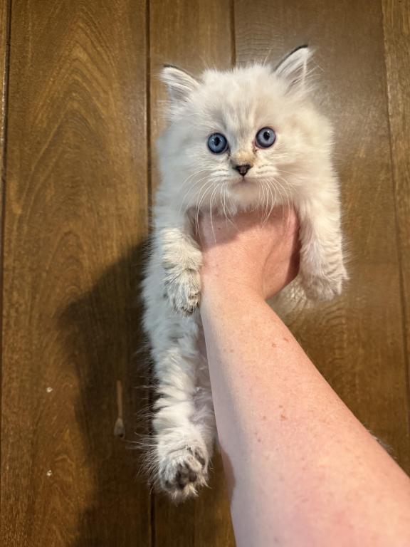 Opal Male Lynx photo 2