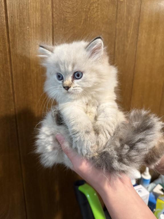 Opal Male Lynx photo 3
