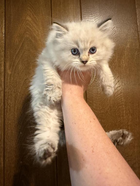 Opal Male Lynx photo 4