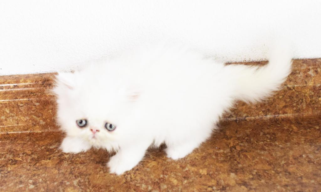 Persian Jewel 6 photo 1