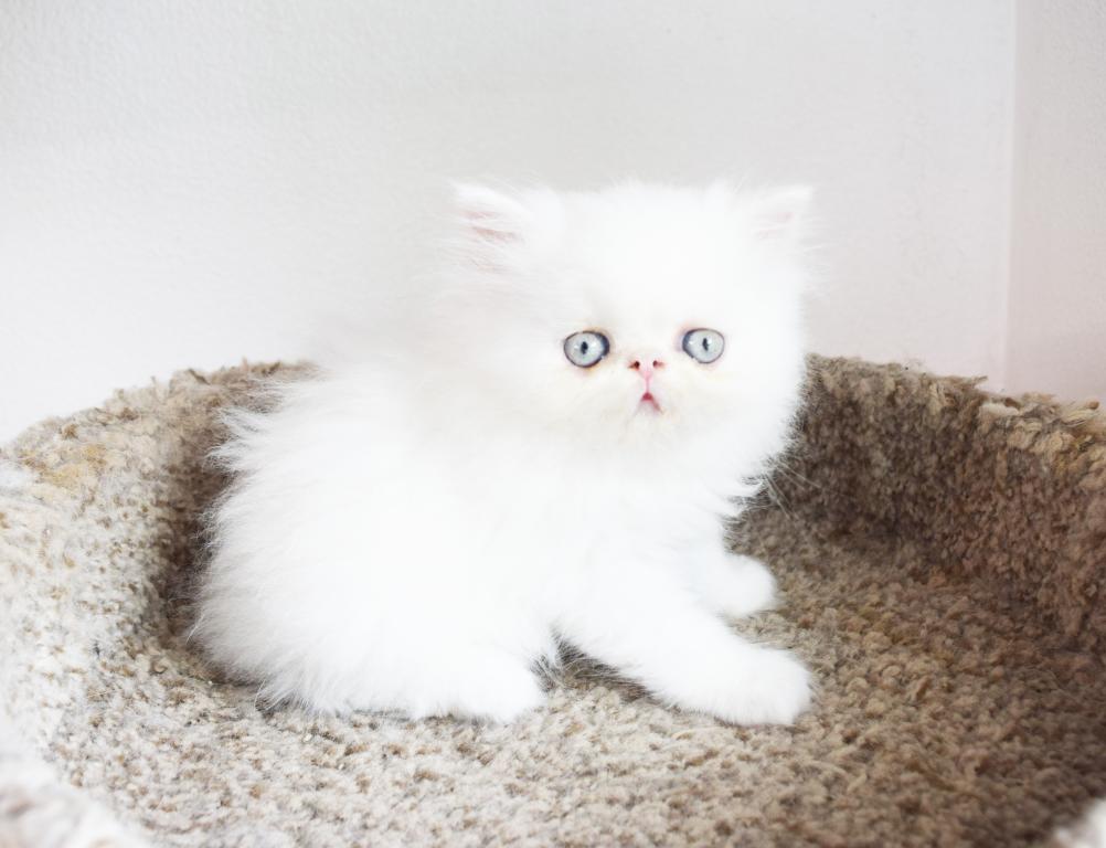 Persian Jewel 6 photo 2