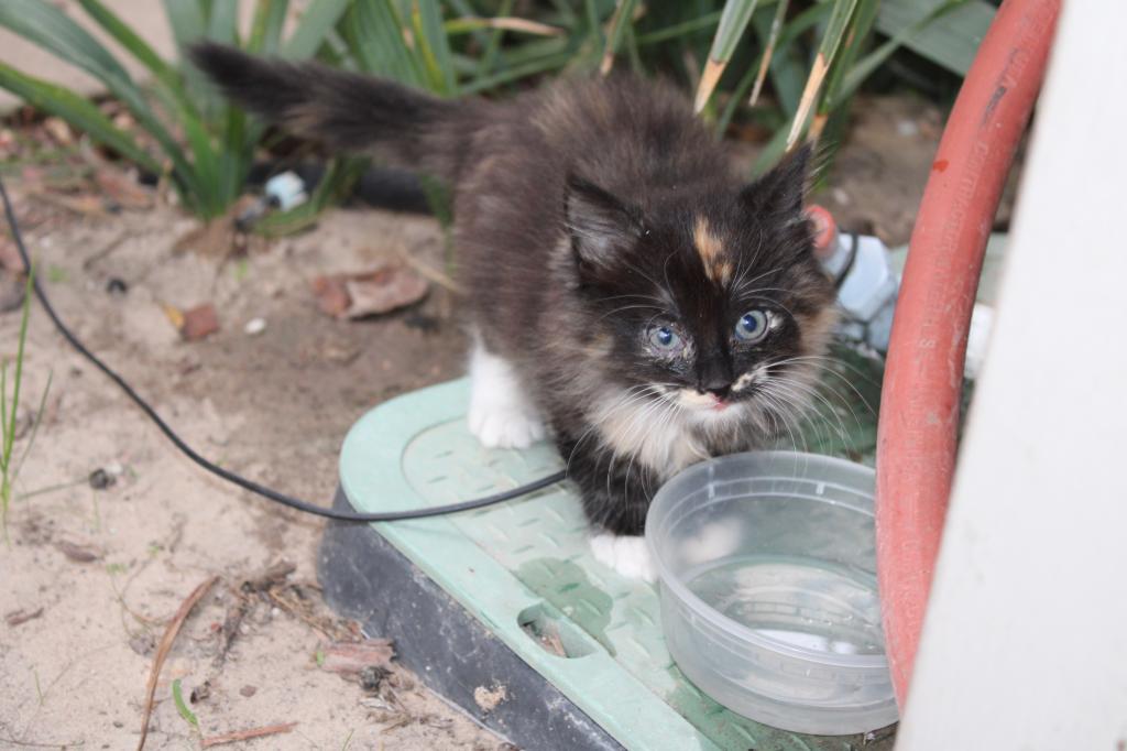 Mitsy photo 3