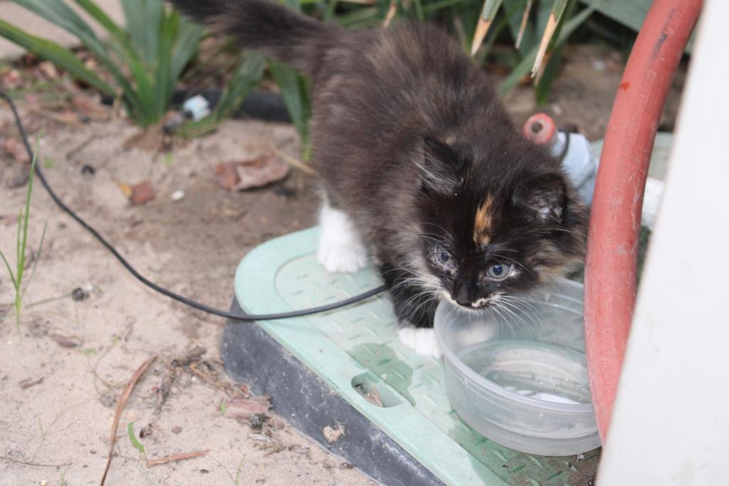 Mitsy photo 2
