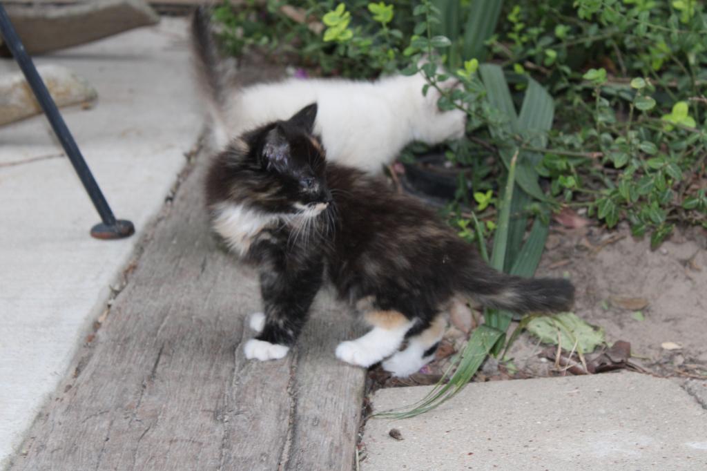 Mitsy photo 1