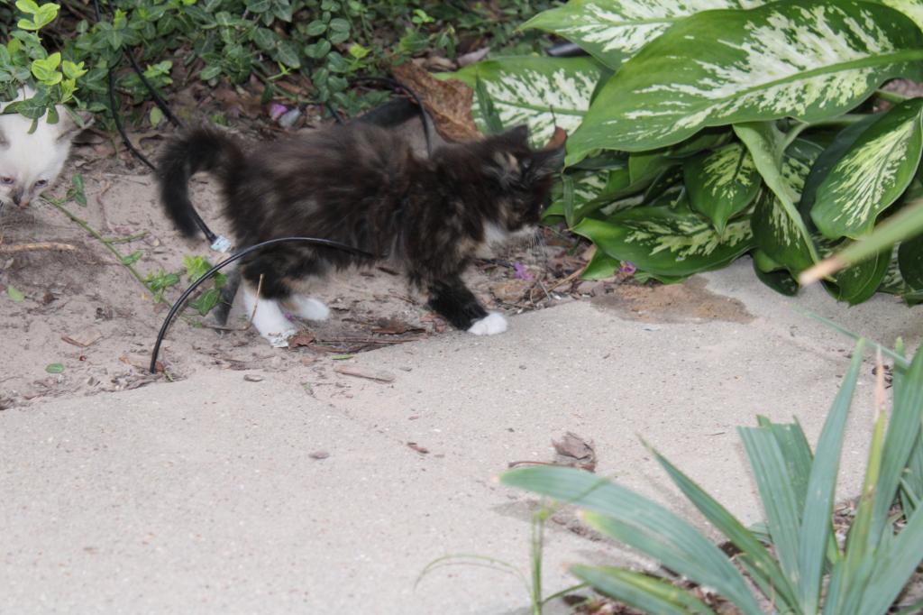 Mitsy photo 7