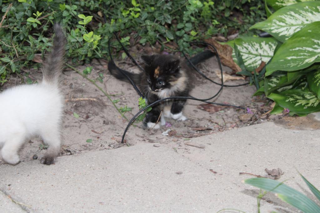 Mitsy photo 6