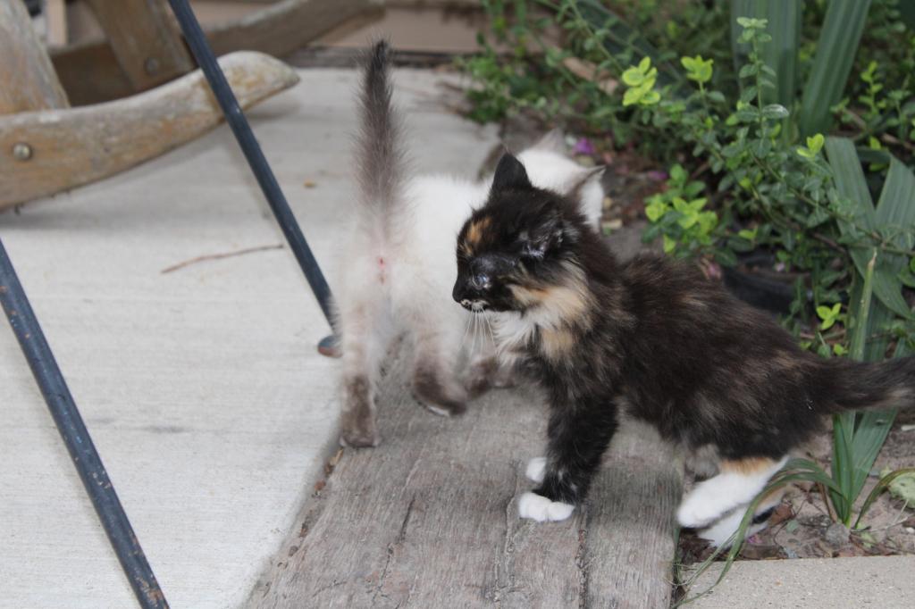 Mitsy photo 4