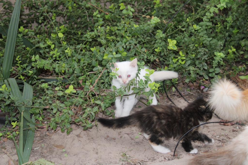Mitsy photo 5