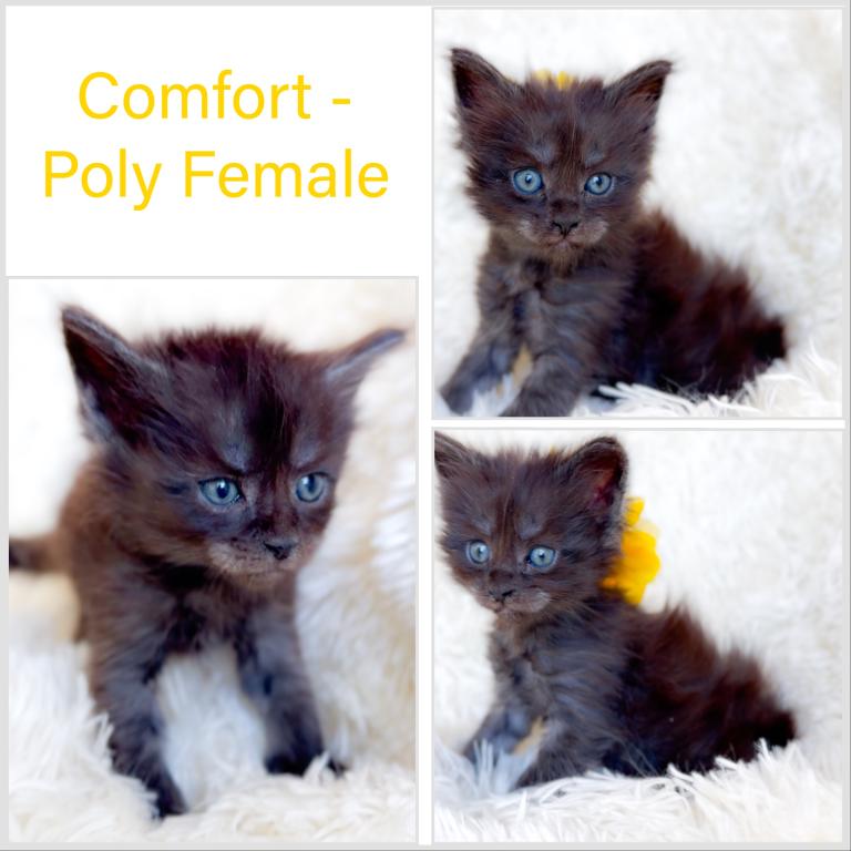 Comfort Poly photo 2