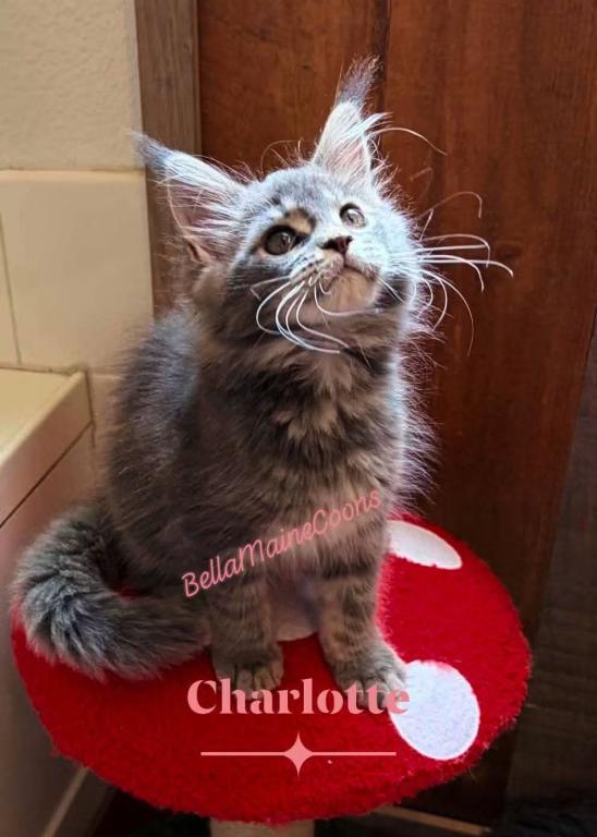 Charlotte photo 3