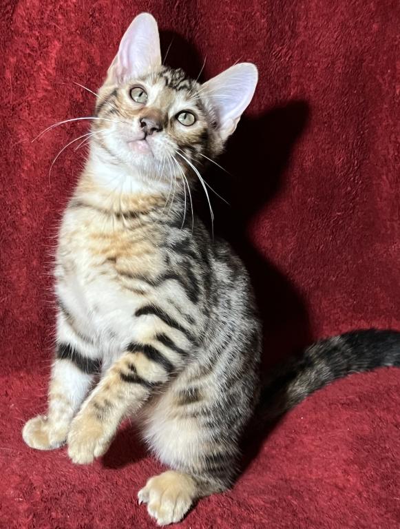 Mowgli photo 3