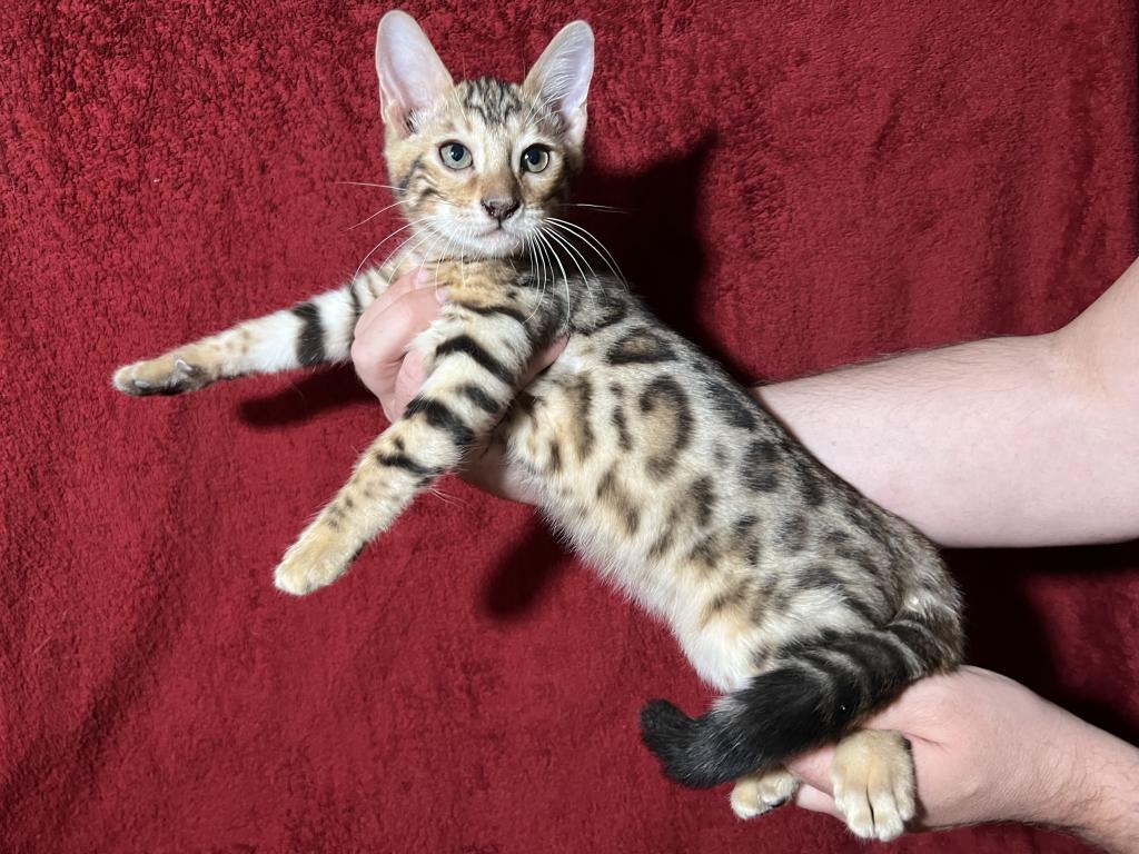 Mowgli photo 1