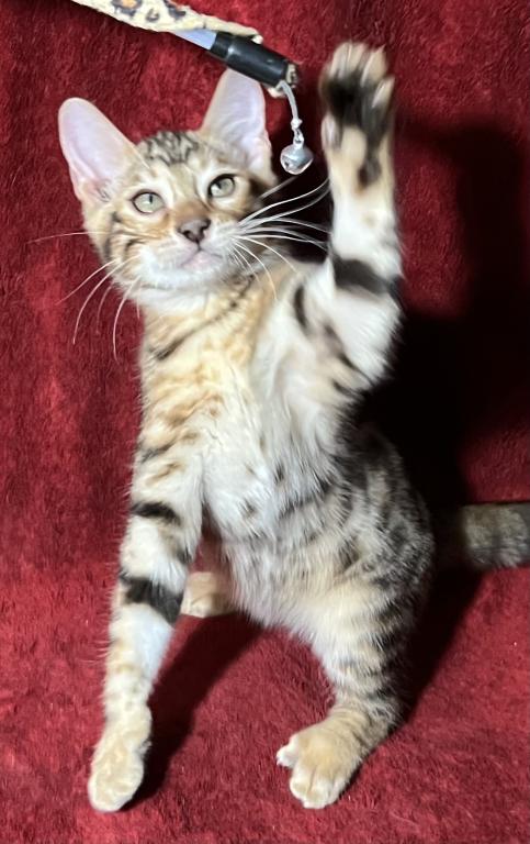 Mowgli photo 4